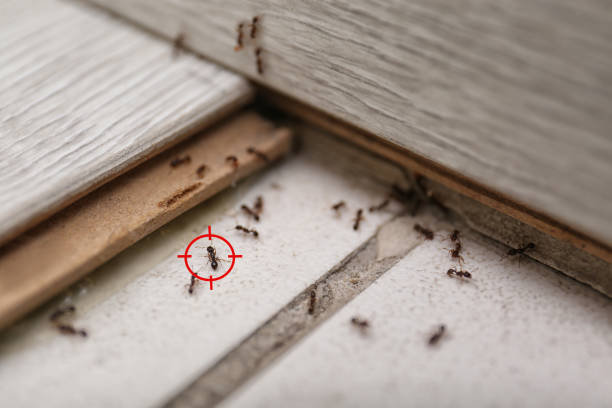 Best Local Pest Control Services  in Avondale Estates, GA