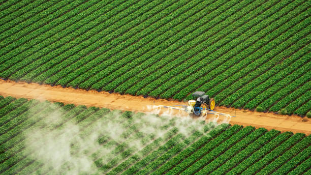 Best Ant Control Services  in Avondale Estates, GA