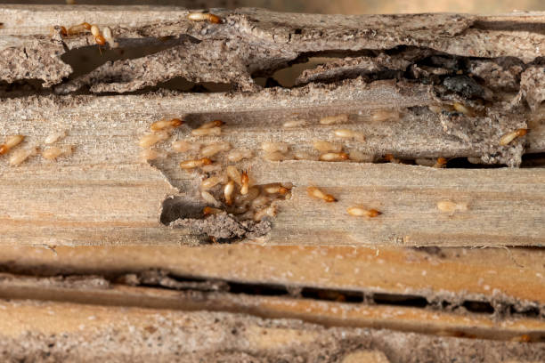 Best Rat Extermination Near Me  in Avondale Estates, GA